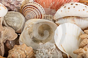 Background from a sea shells