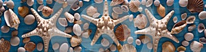 Background of sea shells and starfish