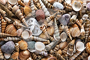 Background of sea shells and stones