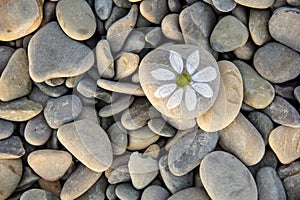 Background of sea stones. One pebbles with drawn chamomiles