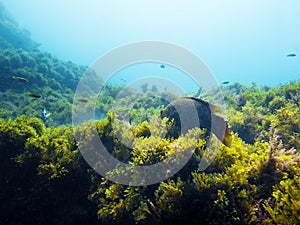 Background of a seabed with fish and algae