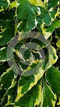 Background seaf green