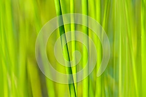 Background of seagrass closeups macro