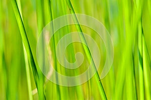 Background of seagrass closeups macro photo