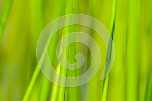 Background of seagrass closeups macro photo