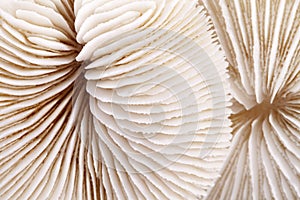 Background of seashells of Fungia , close up