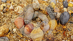 Background of seashells and sand
