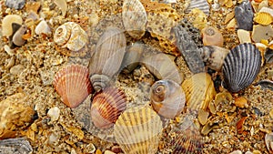 Background of seashells and sand