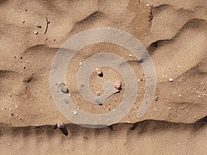 Background of seashells and sand on the beach seashore