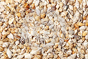 Background of seashells, top view composition