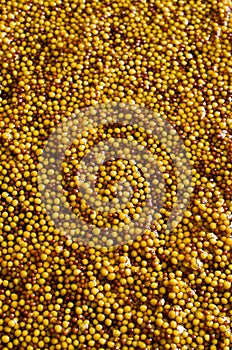 Background of seeds of mustard