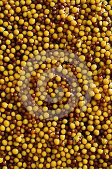 Background of seeds of mustard