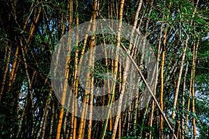 Background of several bamboo trunks with green leaves