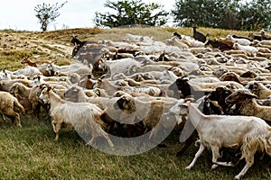 Background of sheep grazing on beautiful mountain meadow