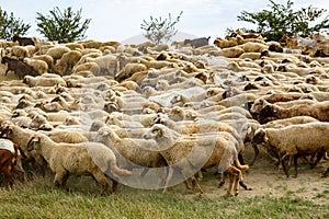 Background of sheep grazing on beautiful mountain meadow