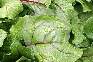 Background of the sheet of the vegetable beet