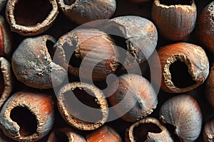 Background from the shell of hazelnut hazelnut - hazelnut. Macro. selective focus