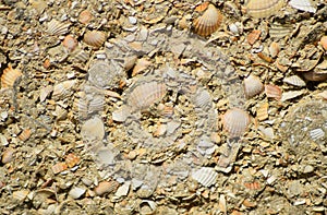 Background from a shell rock in cement