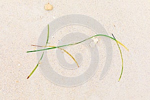background of shells and seagrass at the beach giving a Wabi Sabi feeling of the picture compositioh in japanese style photo