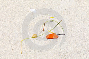 background of shells and seagrass at the beach giving a Wabi Sabi feeling of the picture compositioh in japanese style photo