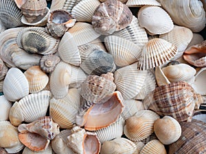 A background of shells on a seashell beach.