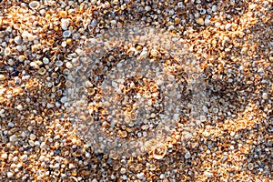 A background of shells on a seashell beach. A large number of small shells.