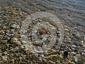 Background of shells under water