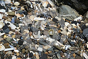 Background of shells and various pebbles. Screen background.
