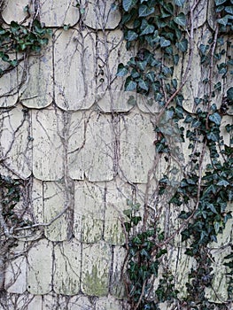 Background Shingled Wall with Green Ivy