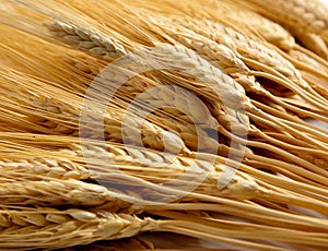 Background of shocks of wheat photo