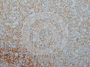 Background. shot of rusty metal. Rusty sheet of metal painted with paint. Rust seeping through white paint