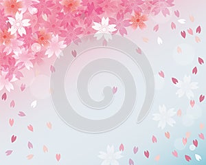 Background of a shower of cherry blossoms