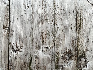 Background Shows Rustic Slats of Weathered Wooden Fence