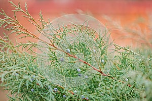 Background of the shrub of juniper at selective focus