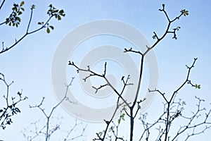 Background silhouette of tree branches. Concept life, sad