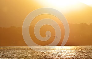 Background silhouettes of ducks flying in golden sunset lake