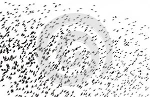 background from silhouettes a large flock of black bird starlings flies against a white