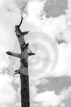 Background of single aged dead tree and cloudy sky black and white