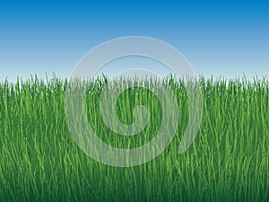 Background of sky and boundless green grass