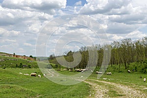 Background of sky, clouds, field, acacia forest and flock shee