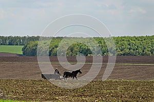 Background of sky, clouds, field and cart