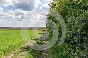 Background of sky, clouds, field and wheeled tractor