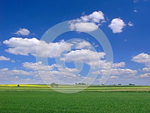 BACKGROUND OF SKY AND GRASS