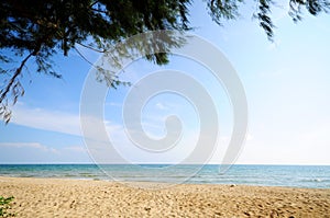 Background sky and tree leaf