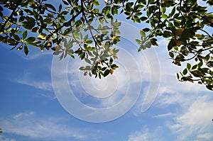 Background sky and tree leaf