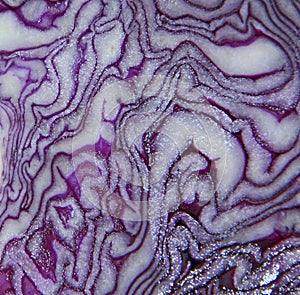 Background from the slice of Red cabbage. Natural texture