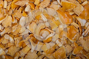 Background of sliced hog mushrooms