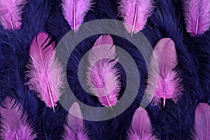 Background of small blue and pink feathers