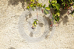 Background of small medlar fruits and leaves, and a beige battered wall texture