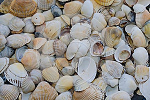 Background of small sea shells,solid